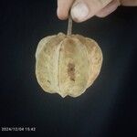 Duboscia macrocarpa Fruto