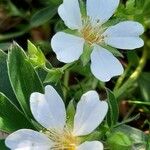 Potentilla alba Flower