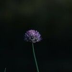 Allium lineare Blüte