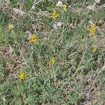 Corydalis aurea Pokrój