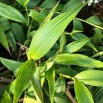 Sobralia macrantha cv. 'Alba' ᱥᱟᱠᱟᱢ