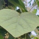 Cissampelos pareira Leaf