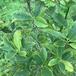 Hovenia dulcis Frunză