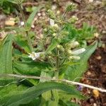 Penstemon pallidus Kvet