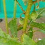 Impatiens balsamina Fruit