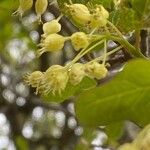 Acer sempervirens Flor