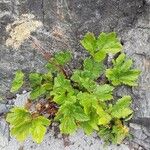 Imperatoria ostruthium Libunga
