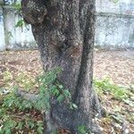 Bauhinia forficata 树皮