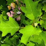 Hydrangea quercifolia Blad