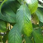 Aphelandra sinclairiana Lapas