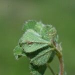 Medicago rigidula Лист