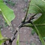 Curatella americana Fuelha