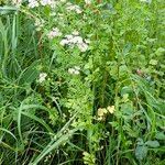 Coriandrum sativum Συνήθη χαρακτηριστικά