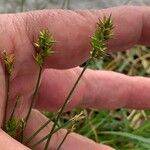 Carex spicata പുഷ്പം