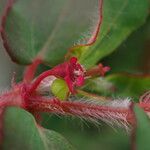 Euphorbia parviflora Flower