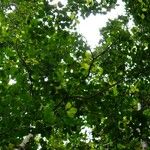 Ilex macfadyenii (Drugo)