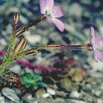 Gilia tenuiflora Habitat