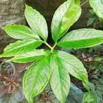 Amorphophallus konjac Ravina