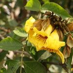Markhamia tomentosa Blüte