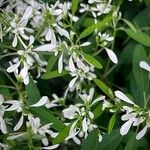 Chamaesyce hypericifolia Хабит