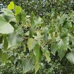 Populus nigra Blatt