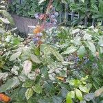 Berberis aquifolium Fruto