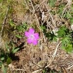 Geranium sanguineumFlower