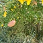 Colutea orientalis Floare