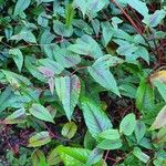 Polygonum microcephalum Leaf