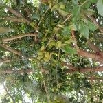 Poecilanthe parviflora Fruto