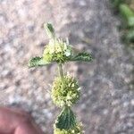 Marrubium vulgare 花