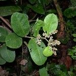 Tetracera portobellensis Plante entière