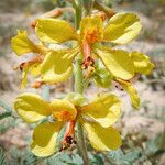 Hoffmannseggia glauca Fleur