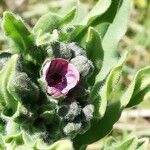 Cynoglossum officinale Blomst