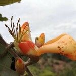 Erythrina fusca Квітка