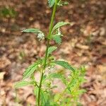 Scoparia dulcis List