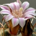 Neowerdermannia vorwerkii Λουλούδι