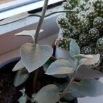 Kalanchoe hildebrandtii برگ