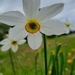 Narcissus poeticus Blüte