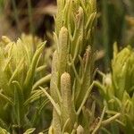 Castilleja cusickii عادت داشتن