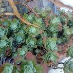 Sedum palmeri ഇല