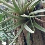 Tillandsia fasciculata Fulla