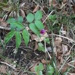 Lathyrus vernusFlor