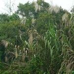 Miscanthus floridulus Habit