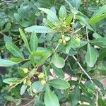 Searsia gueinzii Leaf