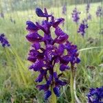 Anacamptis morio Flower