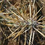 Cylindropuntia molesta Hoja