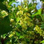 Ribes alpinum പുഷ്പം