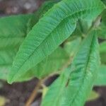 Aloysia citriodora Blad