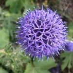 Echinops ritroFlower